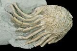 Crinoid (Glyptocrinus) Fossil - Maysville, Kentucky #136967-2